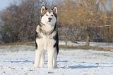 ALASKAN MALAMUTE 056